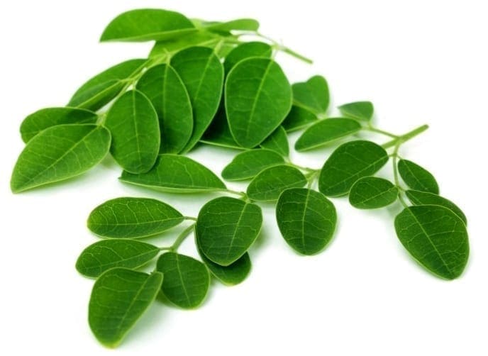 Moringa levele a Templomos Cseppben is