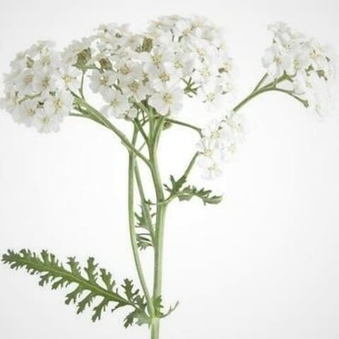 cickafark ,orvosi cickafark , Achillea millefolium